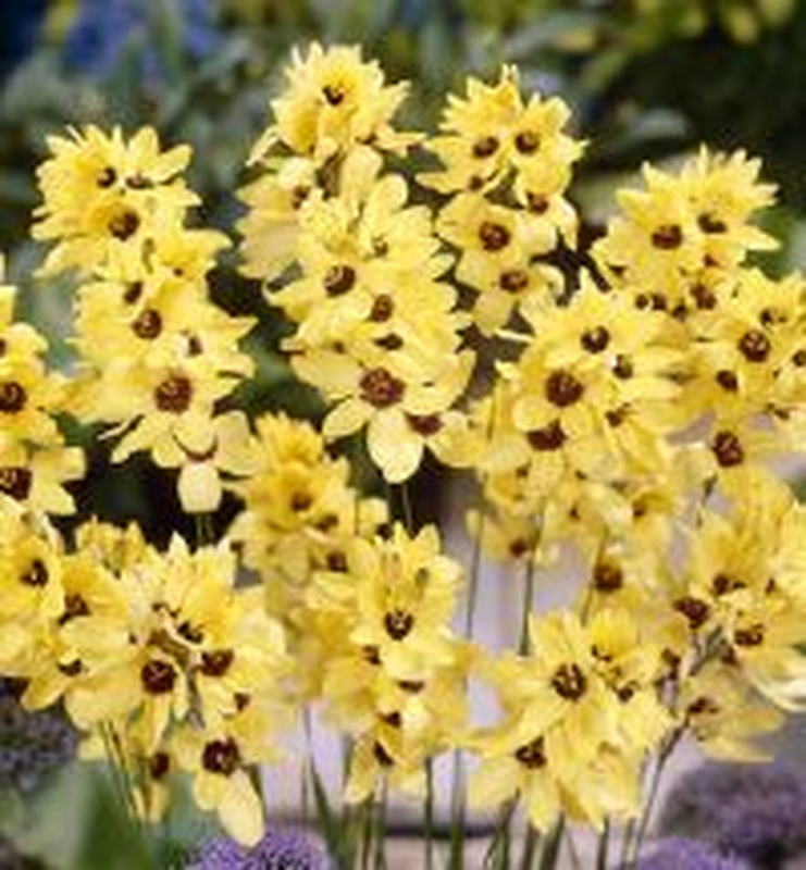 Ixia Yellow Emperor Yougardener