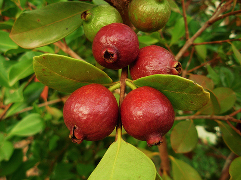 Psidium Cattleianum Sabine Yougardener