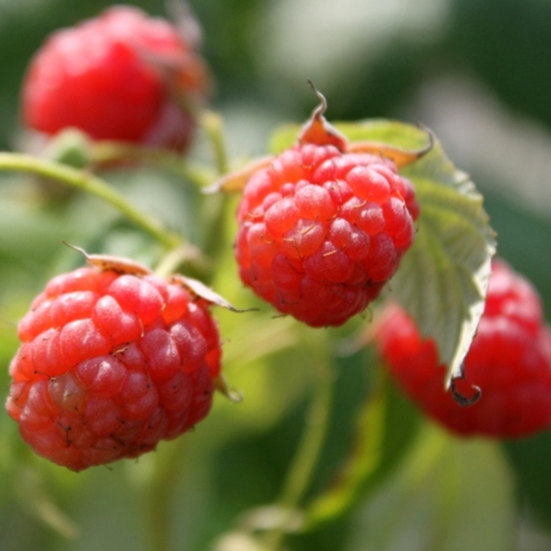 Rubus Idaeus Lampone Autumn Bliss Yougardener