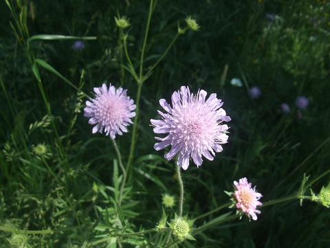 Knautia arvensis