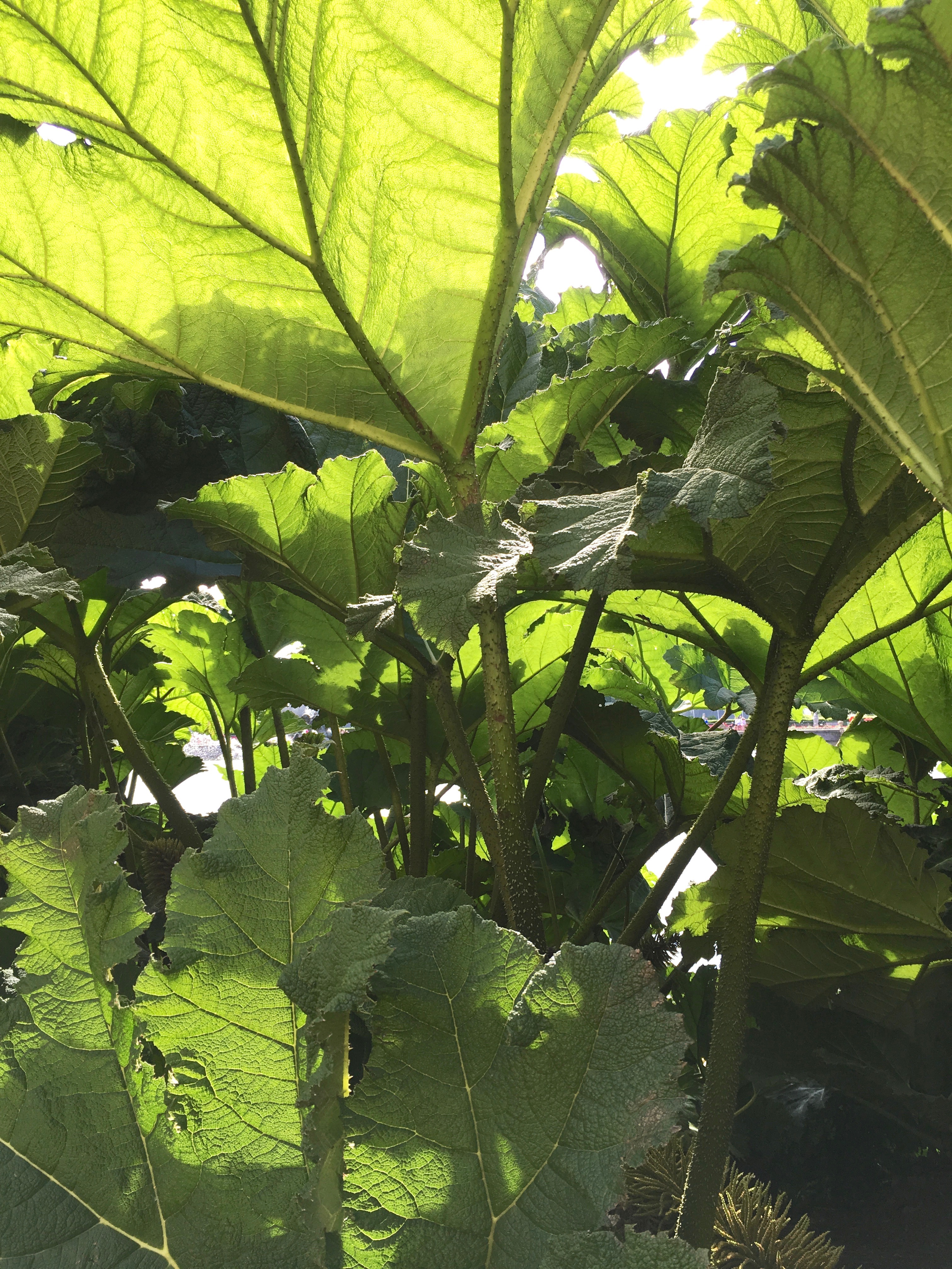 Rhubarbe G&eacute;ante Du Br&eacute;sil (Gunnera Manicata) : Plantation, Croissance