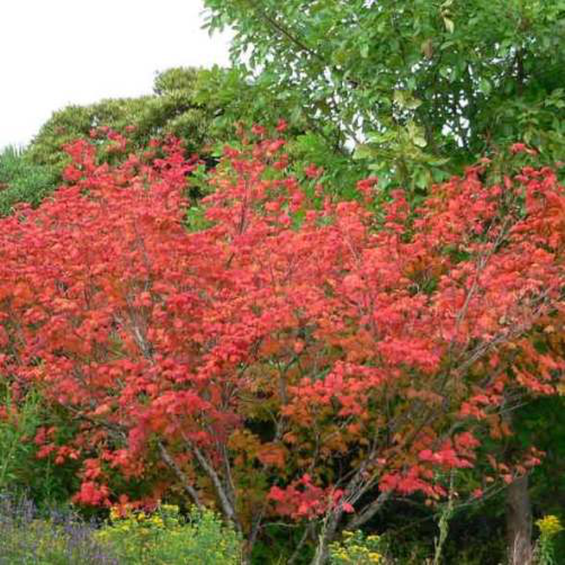Acer circinatum Yougardener