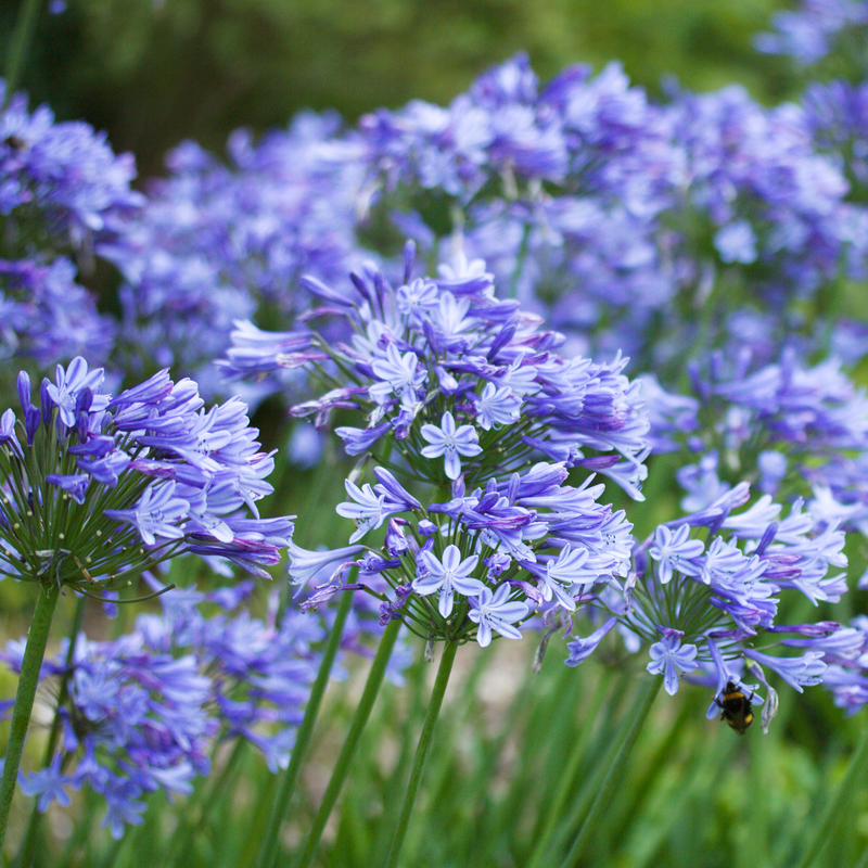 Agapanthus 'Bluestorm' Yougardener