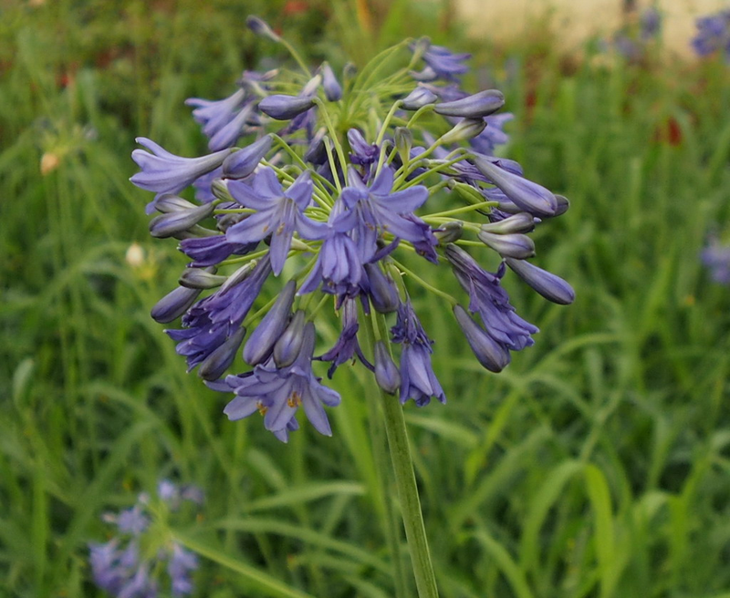 Agapanthus 'Isis' | Yougardener