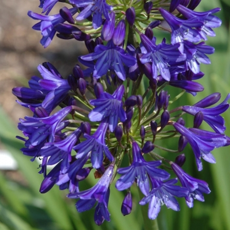 Agapanthus 'Northern Star' Yougardener