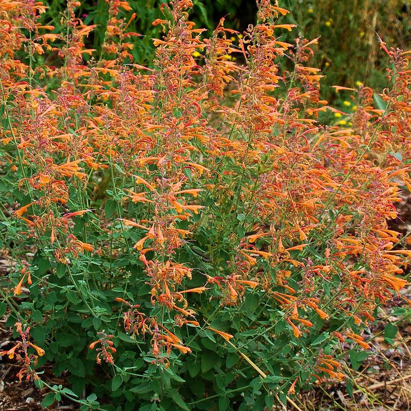 Agastache aurantiaca 'Orange' Yougardener