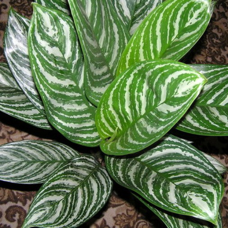 Aglaonema 'Stripes' | Yougardener