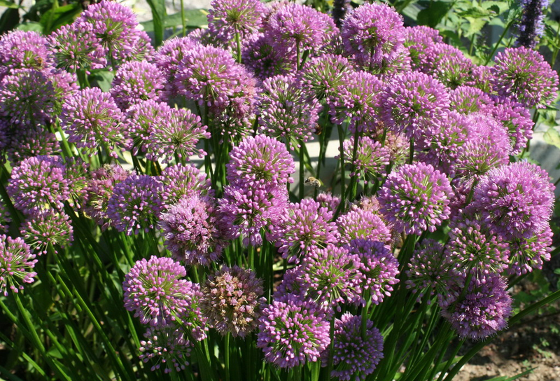 Allium 'Millennium' Yougardener
