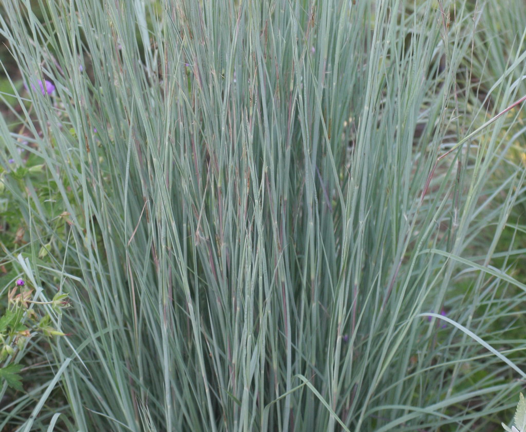 Andropogon Yougardener