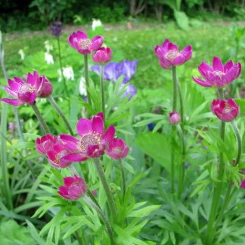 Anemone multifida 'Rubra' Yougardener