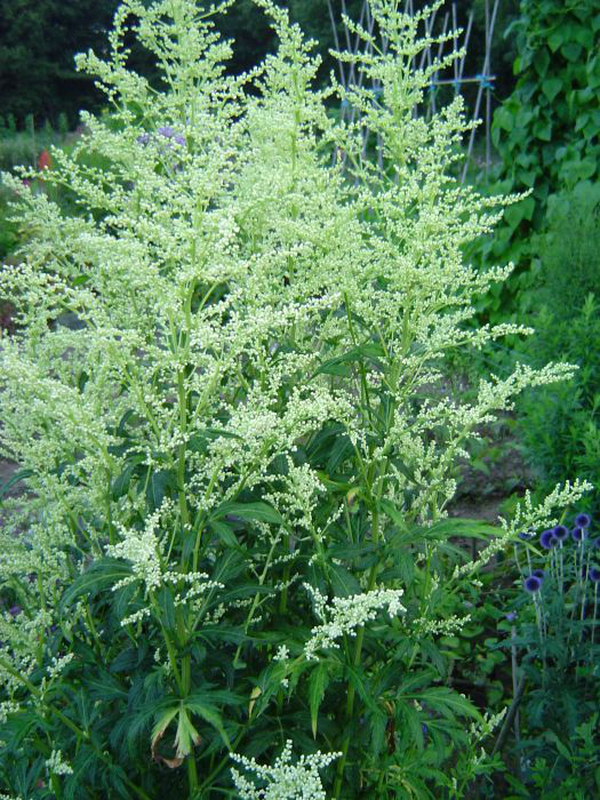 Artemisia lactiflora Yougardener
