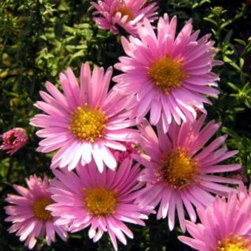 Aster dumosus 'Peter Pan' | Yougardener