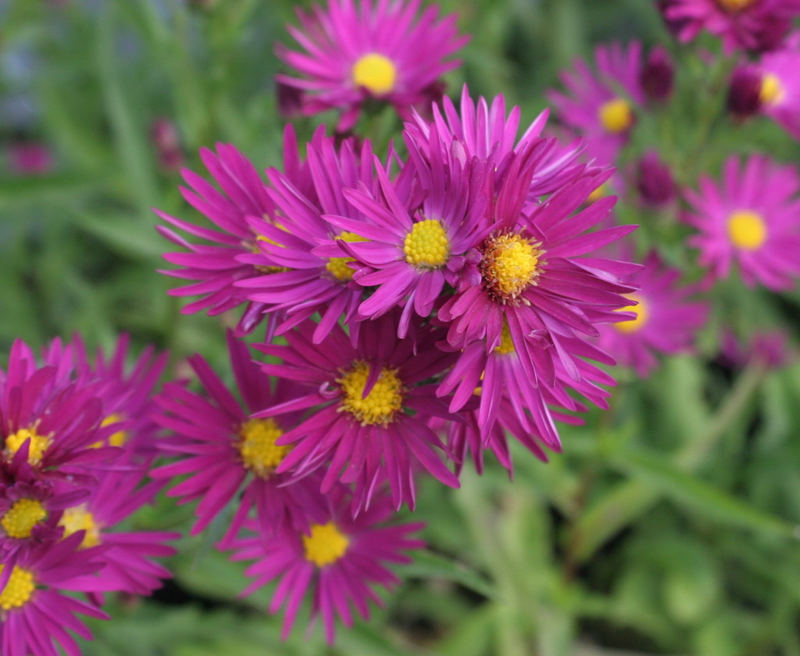 Aster novi-belgii 'Thundercloud' | Yougardener