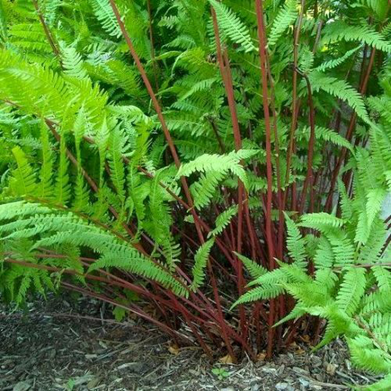 Кочедыжник niponicum Regal Red. Кочедыжник женский леди ин ред. Athyrium. Athyrium niponicum Lady in Red.