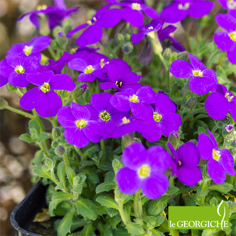 Aubrieta hybrida 'Audrey blue shades' | Yougardener