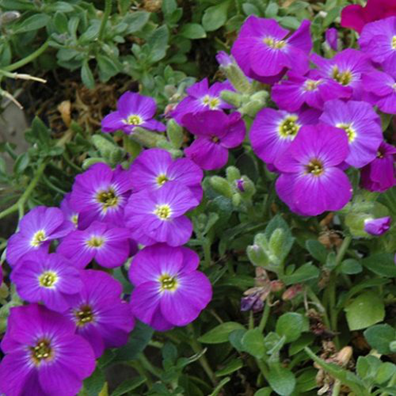 Aubrieta hybrida 'Axcent violet white eye' | Yougardener