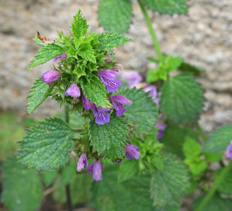 Ballota Nigra | Yougardener