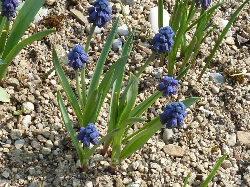 Bellevalia Yougardener