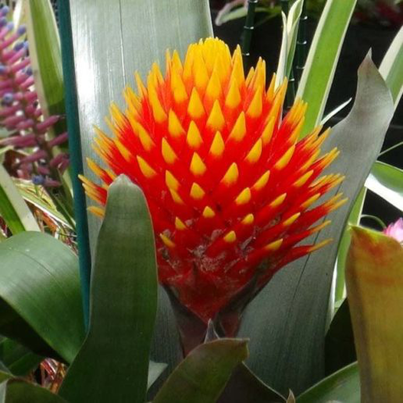 Bromelia guzmania 'Conifera' Yougardener