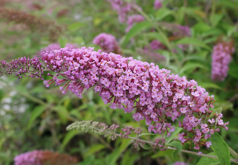 Buddleja davidii 'Ile De France' Yougardener Buddleja davidii 'Ile De France' Yougardener