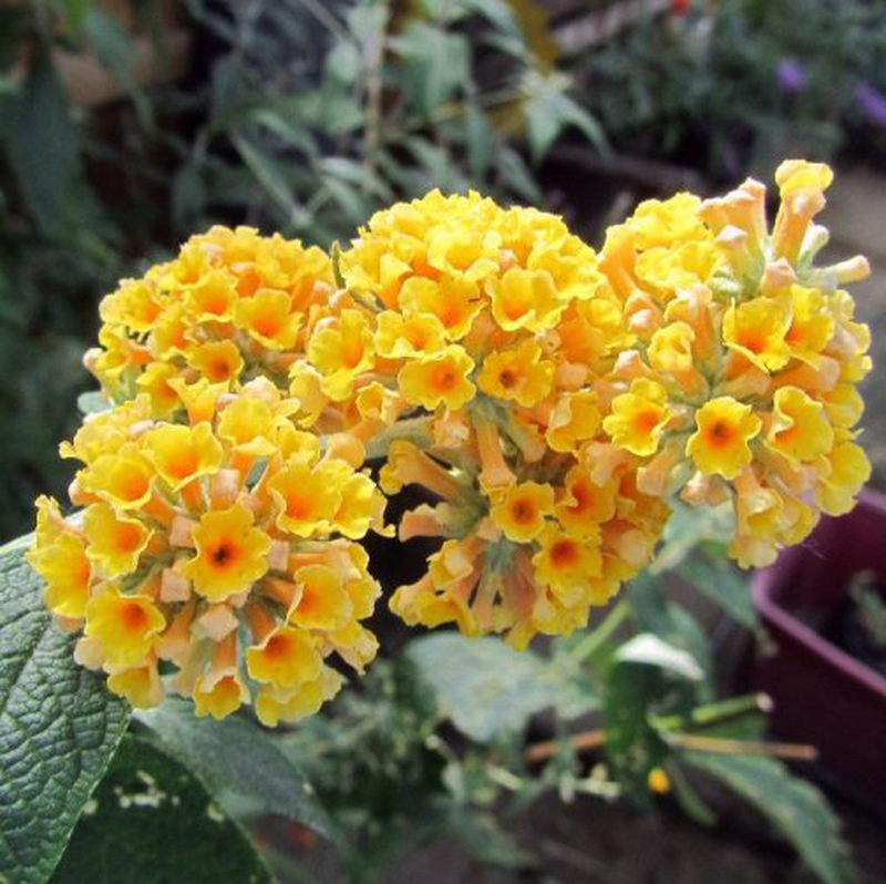 Buddleja X weyeriana 'Sungold' | Yougardener