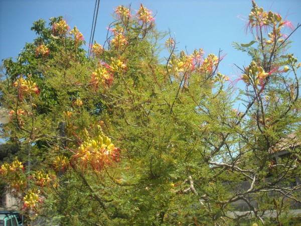 TROPICA Caesalpinia gilliesii x spinosa - 15 Semi- Resistente al freddo Arbusto sempreverde del fiore di pavone