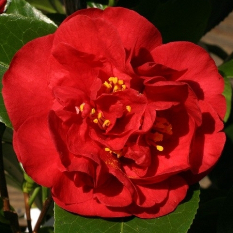 Camellia japonica 'Dr. Burnside' Yougardener