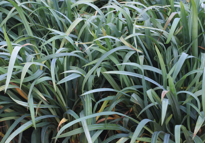 Carex Laxiculmis Bunny Blue Yougardener