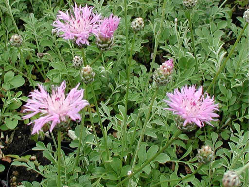 Centaurea bella | Yougardener