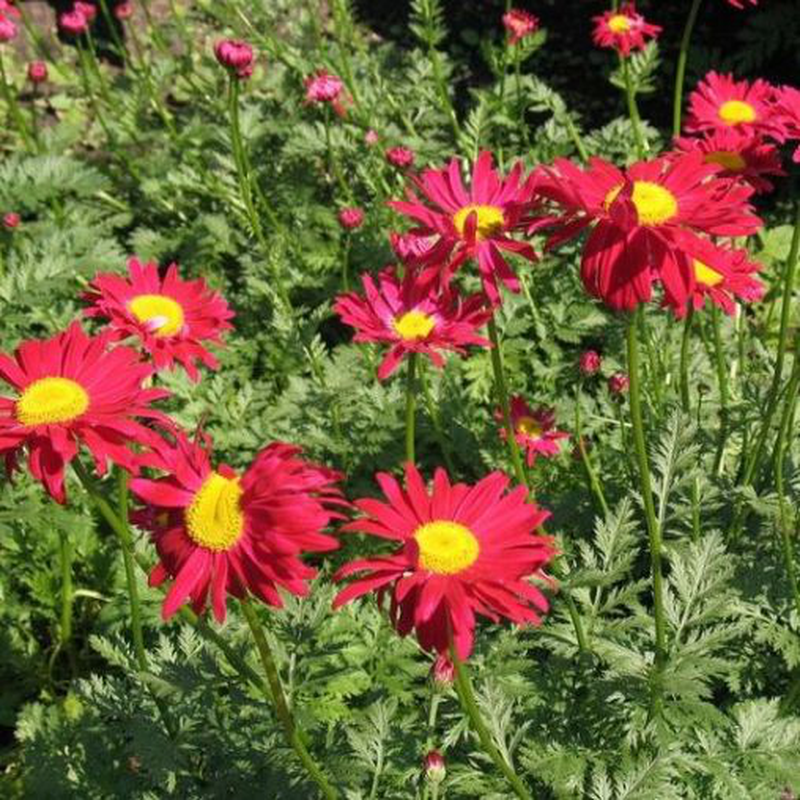 Chrysanthemum coccineum 'Robinson red' Yougardener