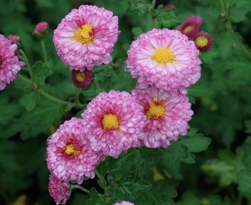 Chrysanthemum 'MeiKyo' Yougardener
