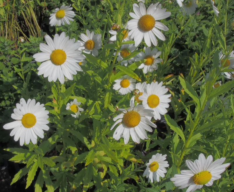 Chrysanthemum serotinum Yougardener