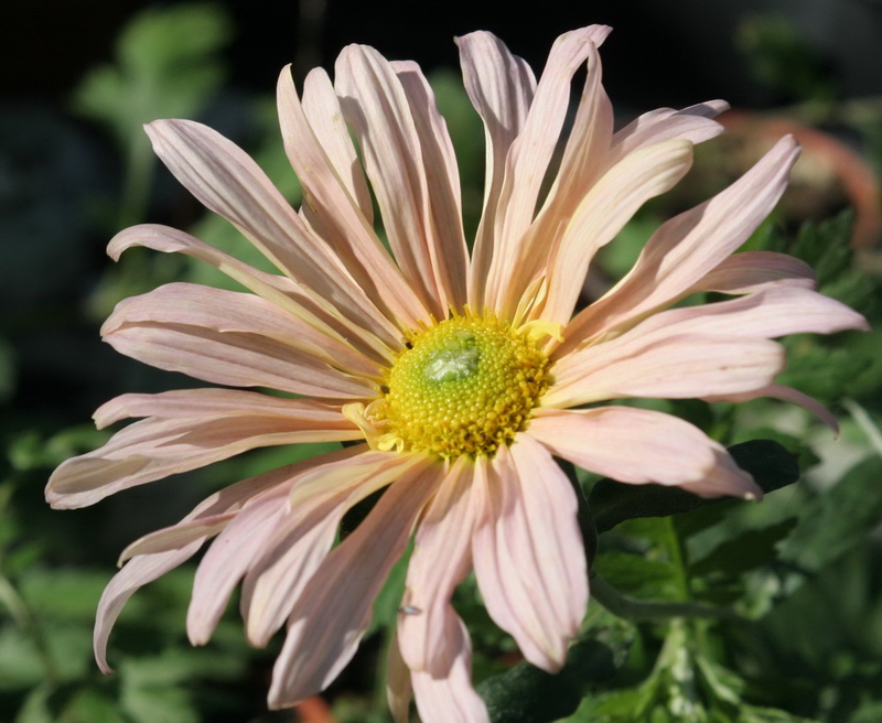 main_chrysanthemum-x-hort-anne-lady-brockett