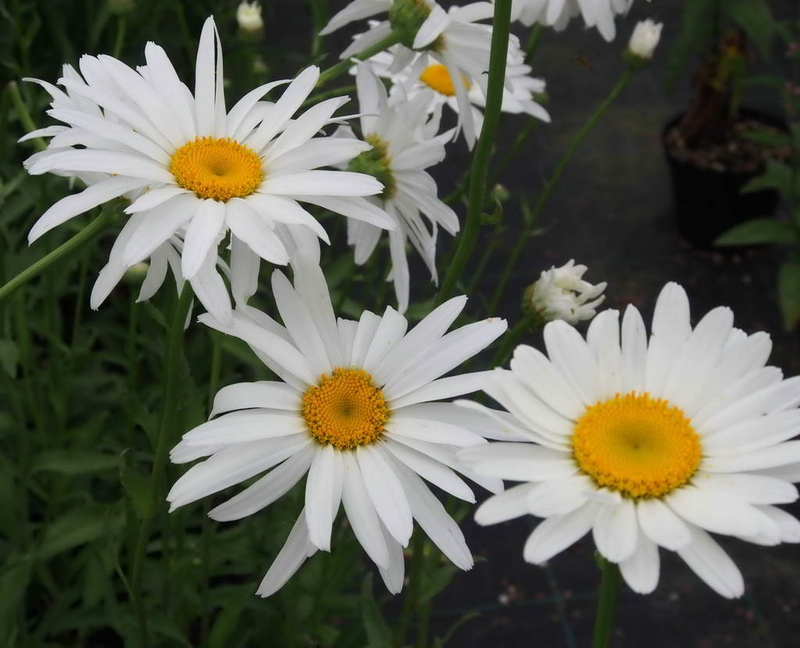 Chrysanthemum x superbum 'Alaska' Yougardener