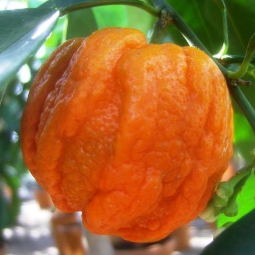 Arancio Yougardener