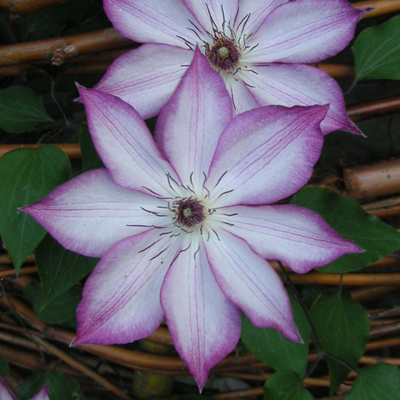 Clematis &lsquo;Omoshiro&rsquo; | Yougardener