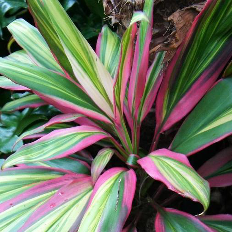 Cordyline Kiwi – Pianta Della Fortuna Da Interno, Fogliame Colorato, Altezza 30-40cm, Purificante - 2