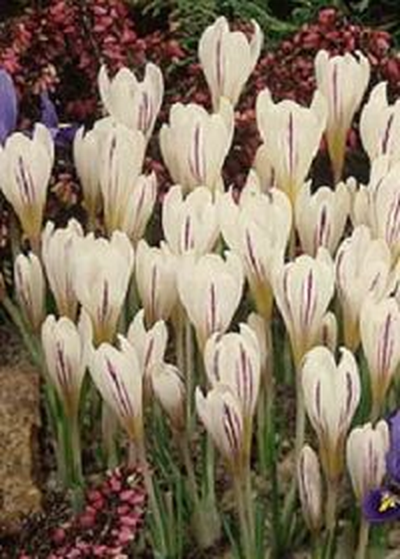Crocus versicolor 'Picturatus' Yougardener