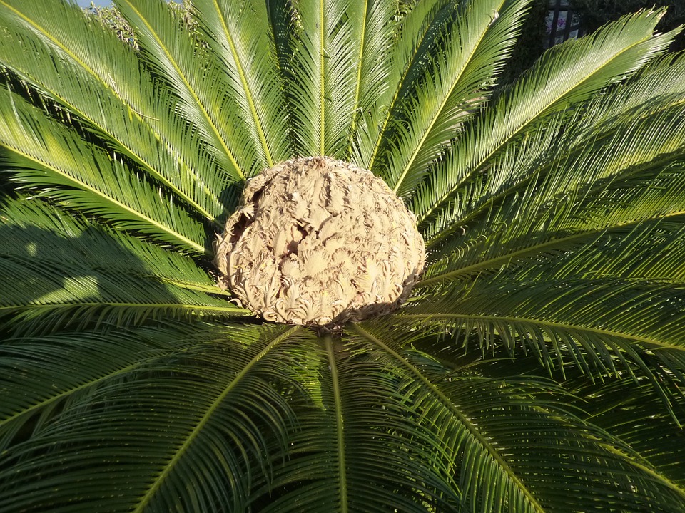 Cycas revoluta