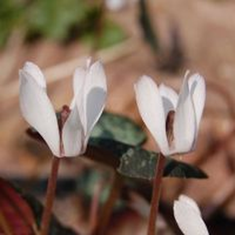 Cyclamen 'Balearicum' Yougardener