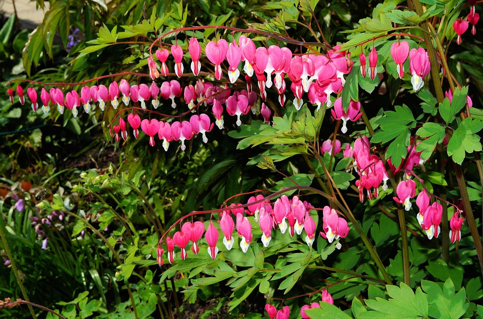 Dicentra spectabilis Yougardener
