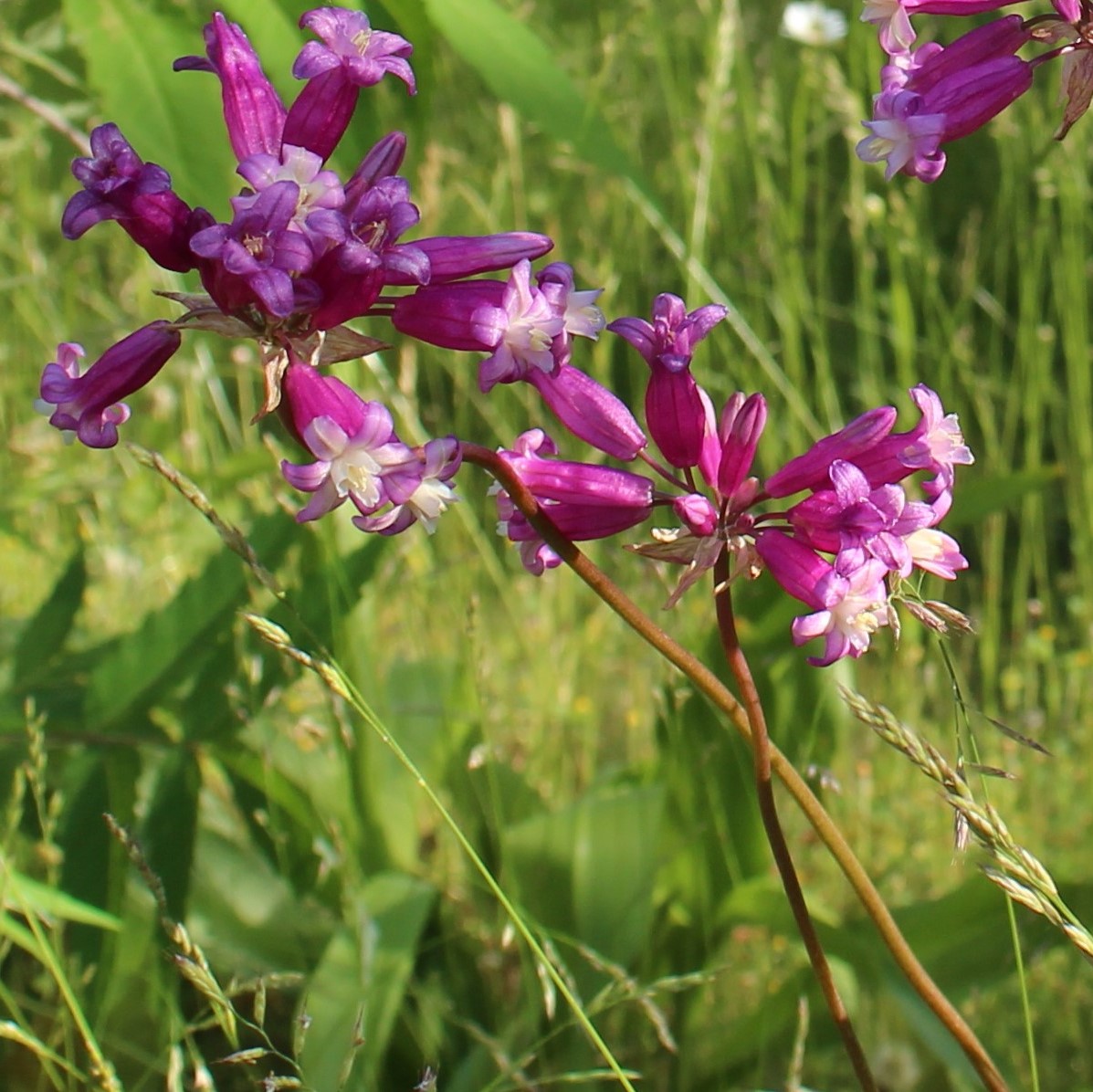 Dichelostemma Yougardener