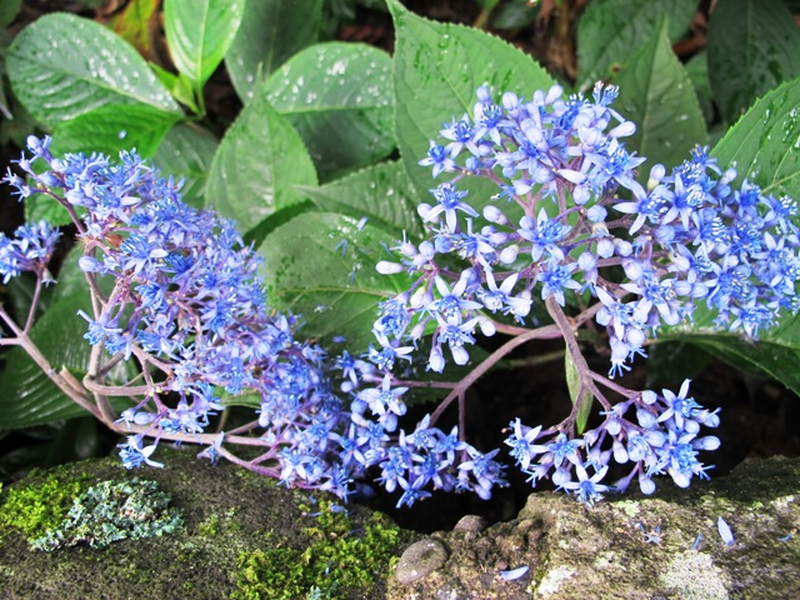 Dichroa versicolor (arbusto) Yougardener