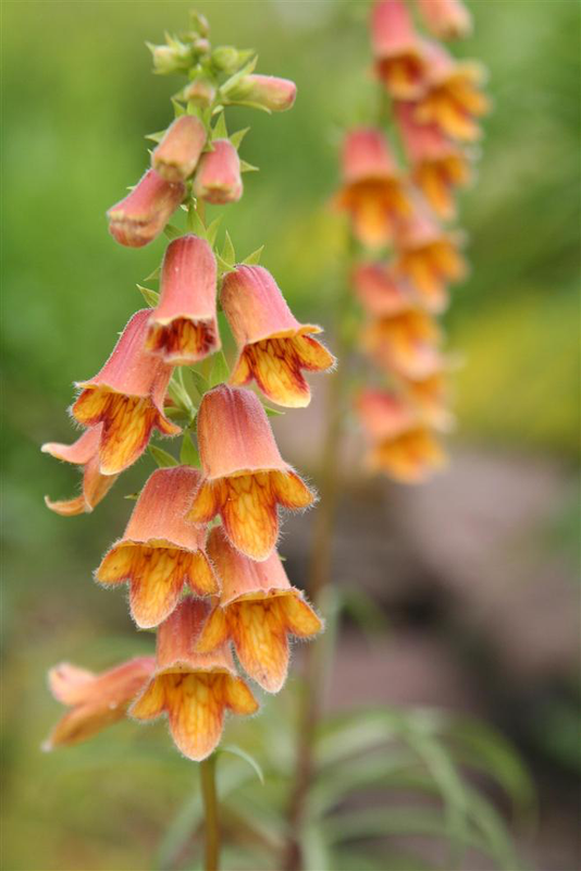 Digitalis obscura Yougardener