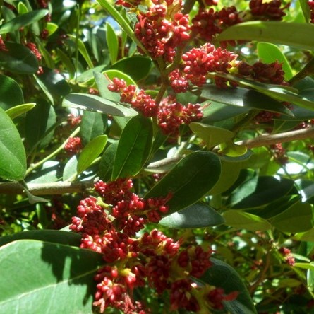 Distilium Racemocum Distylium Racemosum Caractéristiques – SQPSFS