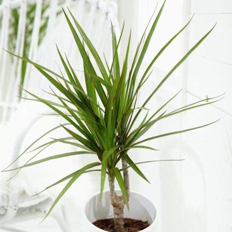 Piante Con Foglie Lunghe E Sottili
