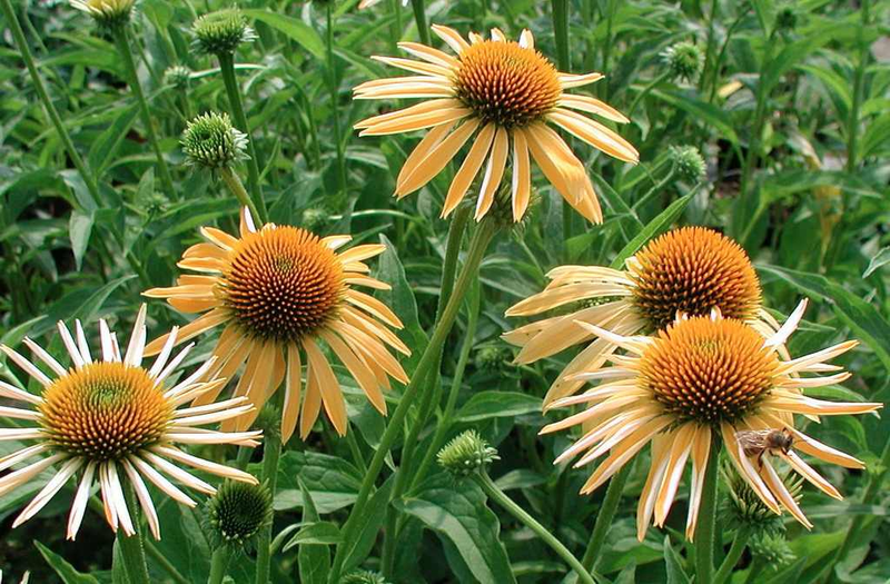 Echinacea purpurea 'Harvest Moon' Yougardener