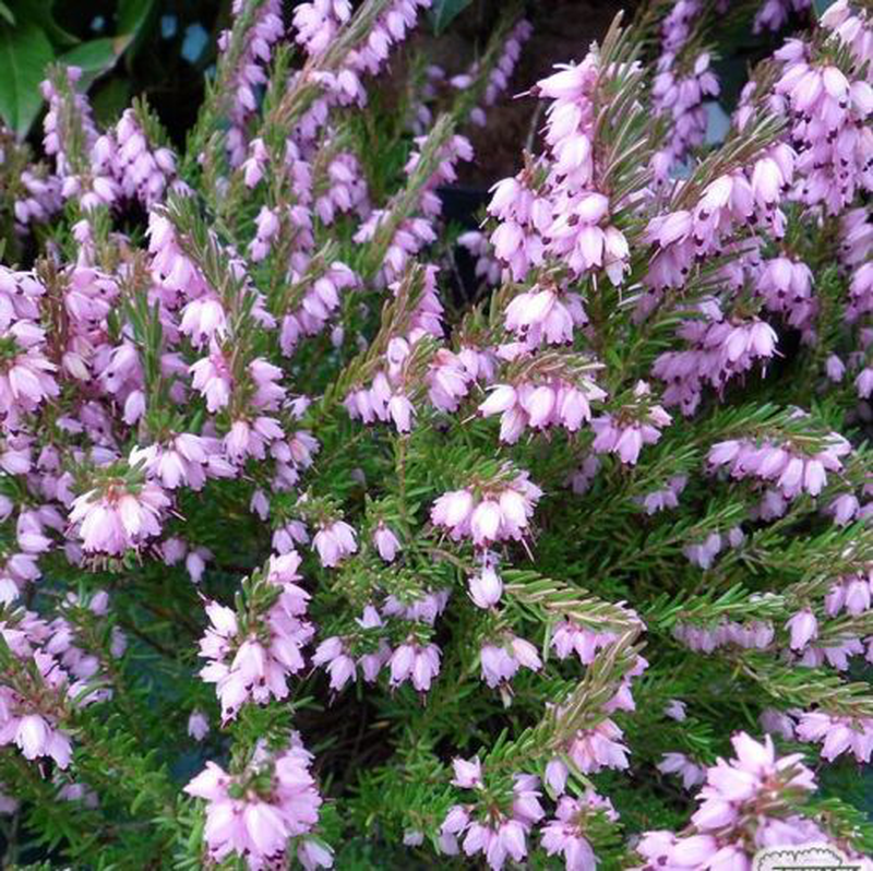 Erica x darleyensis 'Darley dale' | Yougardener