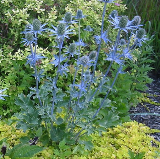 eryngium-yougardener