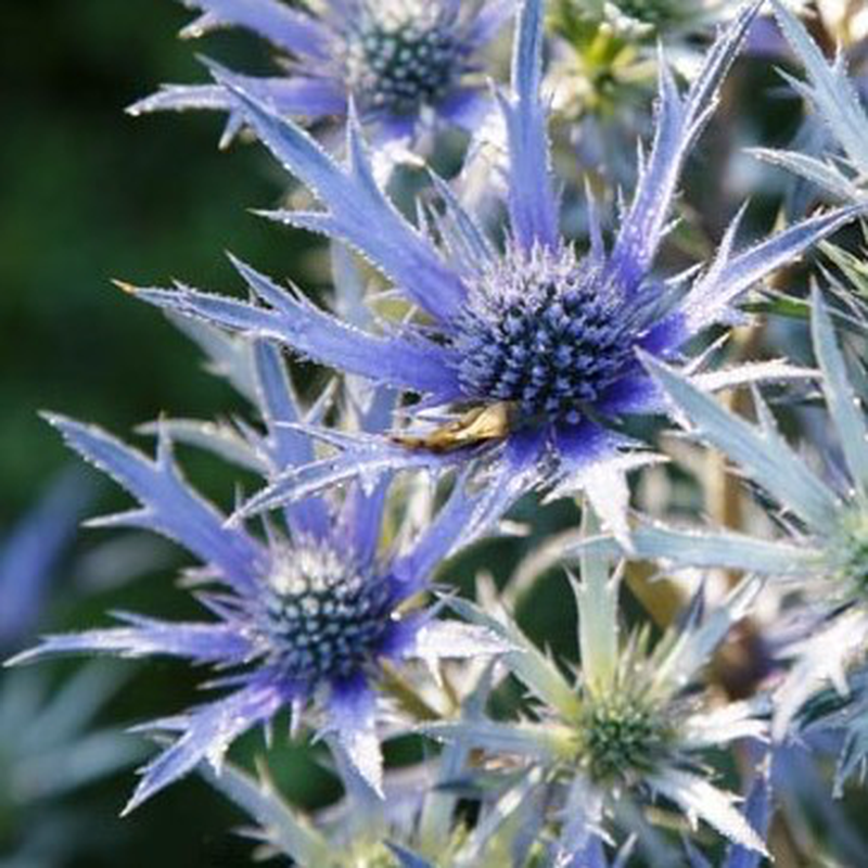 Eryngium bourgatii Yougardener
